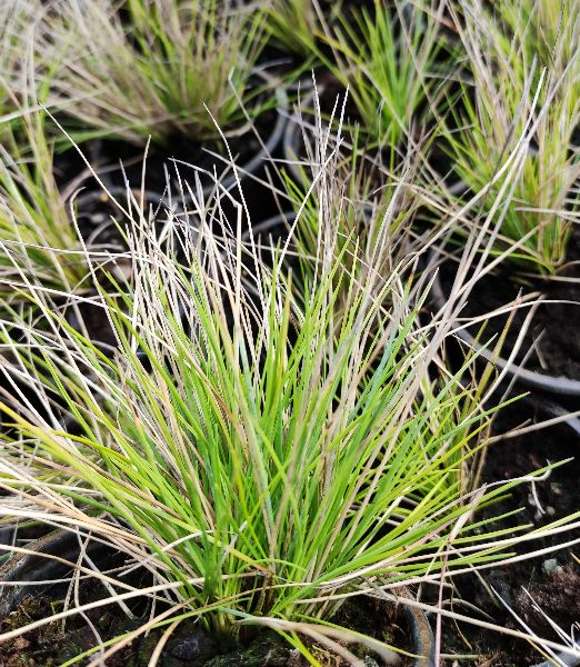 Festuca glauca 'Golden Toupee'